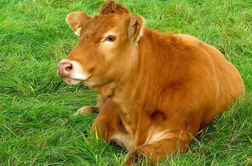 2026年10月属牛买车黄道吉日是哪天？1985年属牛女性车内摆件选什么好？