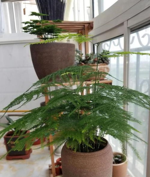 .數量選擇之風 water講究