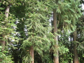 恋爱中的杉树梦：不如直接查手机