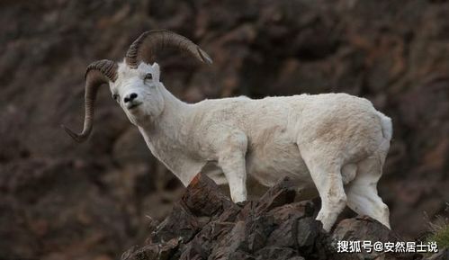 2003年出生的羊2026年每月运势如何？