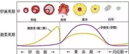 哪些是月经周期？它到底有更多繁杂