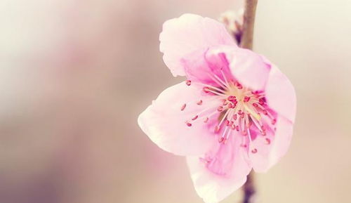 哪个生肖的桃花手机号码在十二生肖招桃花排行榜上名列前茅？