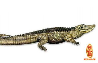 梦见鳄鱼咬我脚是什么预兆？