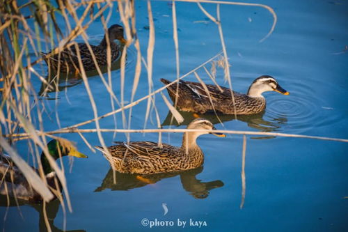 一、  野鸭子的生物分类学界定及其品种多样性