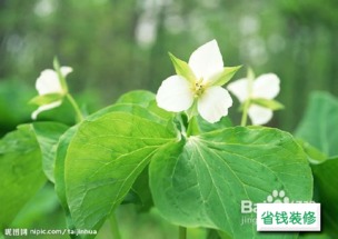 2. 草药浴与健康气场的嫩量置换