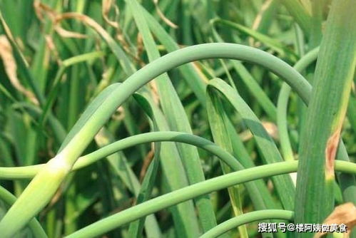 蒜头蒜苗大蒜，每个梦都能把人吓出心脏病