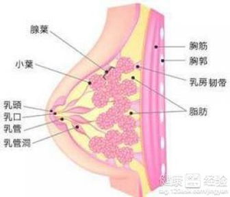 七、 甜食与肥胖之间的关联性