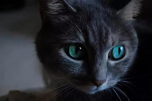 黑猫与恶魔的传说