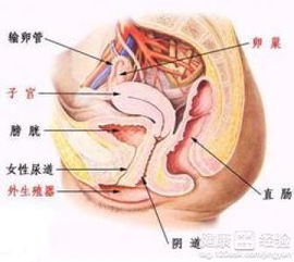 卵巢功能紊乱：一次“沉重启”与“故障”