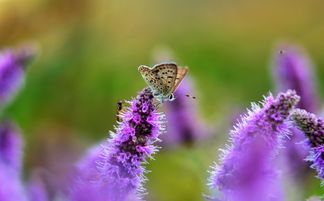 风平浪静是哪个生肖年？风平浪静打一生肖是什么生肖的含义？