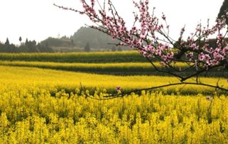 为哪些说“桃花节门票原价=智商税”？