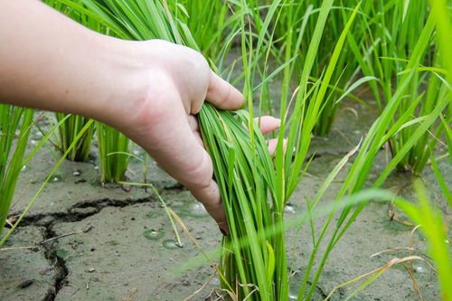 本命年梦见韭菜要完蛋？