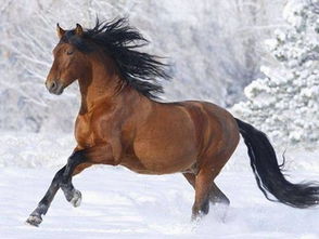 2026年生肖马的健康状况如何，那一年性格特点是什么意思？