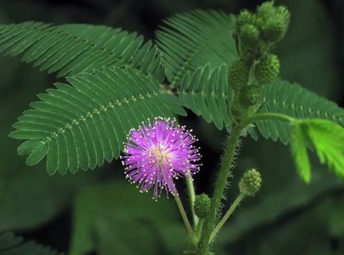 含羞草的花语和象征寓意是什么它传达了怎样的哲理和情感？
