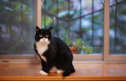 一、 猫夜啼的解读：本能与困境