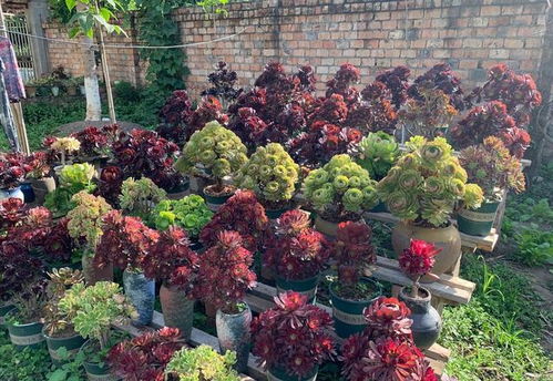 1. 花卉类店铺命名示例