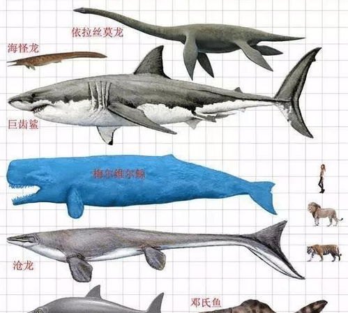 三、智力对抗：谁能在水底决战中占据先机？