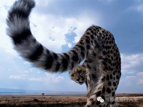 ：非洲大草原上的速度争议及其学术价值