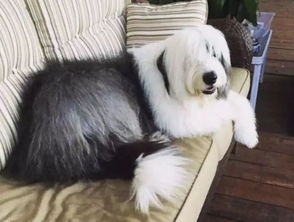 风烛残年的动物生肖为狗，为长尾可依是：狗尾巴这么长，难道是风烛残年的象征吗？