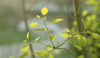 穿心莲（Andrographis paniculata）之清肺功效与化学基础