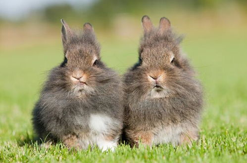 属羊和属兔在猪年财运如何，具体财运表现是怎样的？