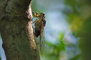 梦见知了死了是什么预兆或象征？