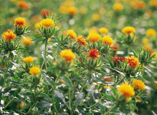 漫天遍野红花开指什么生肖？ 红花打一个生肖是什么生肖？