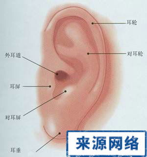 耳朵形态：小巧外张型耳垂群体