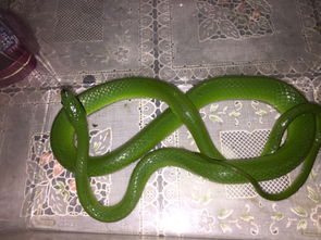 梦见蛇在石头缝隙里这是怎么回事呢？