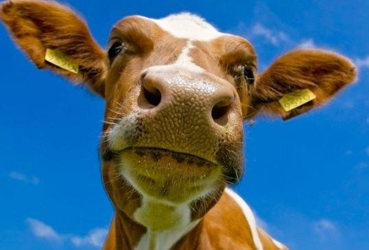 五、 属狗者的稳健升迁与破财防灾