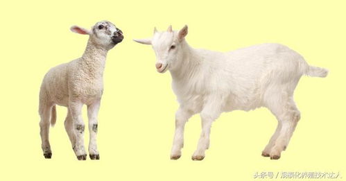 2026年属羊运势及运程超全攻略具体内容有哪些？