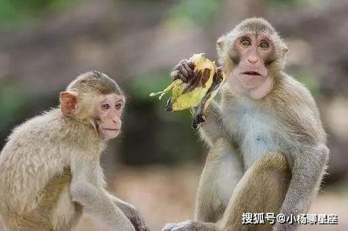 闷在鼓里打一生肖，这究竟是什么动物？