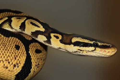 晚上浇地遇见蛇，这吉凶如何？蛇的最佳婚配对象是谁呢？