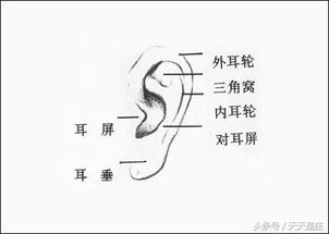 五、耳朵特征