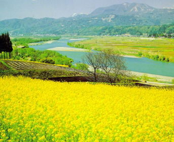 震惊！梦见油菜花居然暗藏这些天机