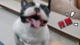 呓语：一只流浪犬如何成为我的七夕礼物