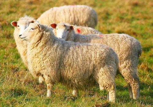 2026年属羊人哪个月份最容易发横财？全年运势如何？