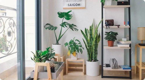 2.5 不宜选用之植栽：仙人掌案例分析