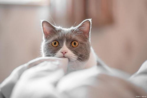 一、  猫咪网名的文化渊源及个性化构建