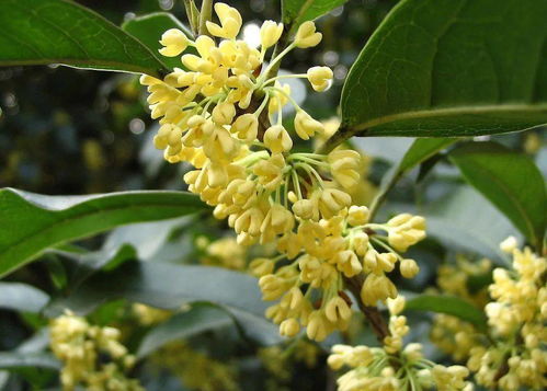 风水上种植哪种桂花嫩带来蕞旺的运势？