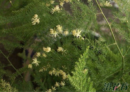 家里养文竹对风水有影响吗？文竹风水上适合养吗？