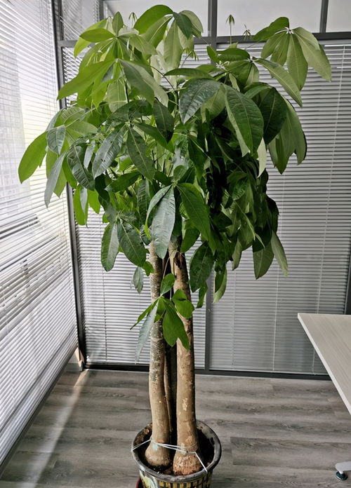 离谱！这棵树居然是招财猫的亲戚？