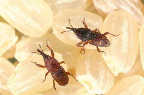 蓬荜生光对应哪个生肖？这生肖尾巴特长是哪位？