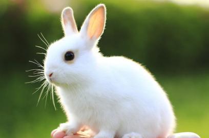 1975年属兔女性今日财运如何，1975年属兔财运具体表现是什么？