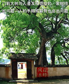 禁忌二：大树档门