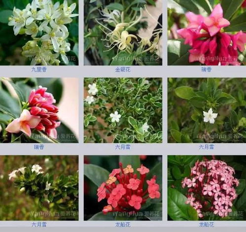 鲜花的文化密码：解析不同品种的花语