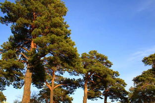 4. 松树（Pinus spp.）——岁寒三友之一的坚韧精神