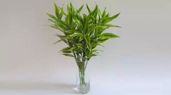 1. 富贵竹的生命磁场与吉祥寓意