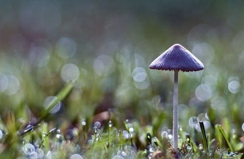 属蛇双鱼座2026年农历十月运势中，今日的幸运色是什么？