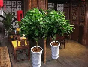 一、 家居种植的禁忌因素